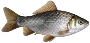 Carassin (Carassius carassius)