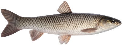 Carpe amour (Ctenopharyngodon idella)