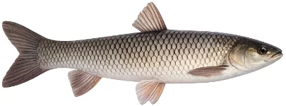 Carpe amour (Ctenopharyngodon idella)