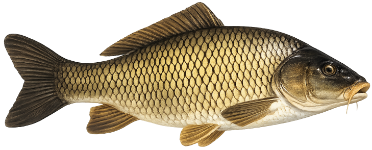 Carpe commune (Cyprinus carpio)