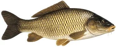 Carpe commune (Cyprinus carpio)