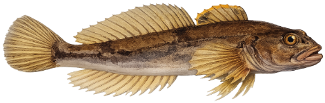 Chabot (Cottus gobio)