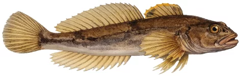 Chabot (Cottus gobio)