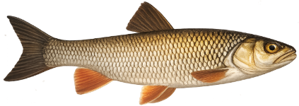 Chevesne (Squalius cephalus)