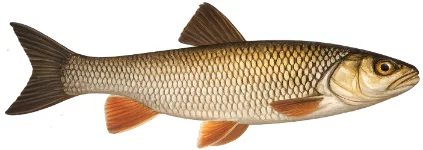 Chevesne (Squalius cephalus)