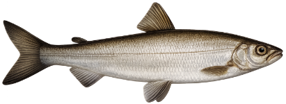 Coregone (Coregonus lavaretus)