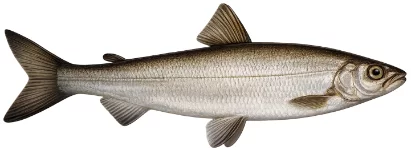 Corégone (Coregonus lavaretus)