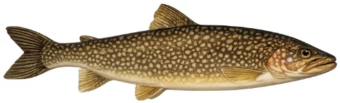 Cristivomer (Salvelinus namaycush)
