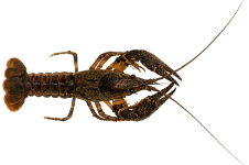 Écrevisse américaine (Faxonius limosus)