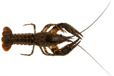 Écrevisse américaine (Faxonius limosus)