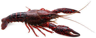 Écrevisse de Louisiane (Procambarus clarkii)