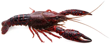 Écrevisse de Louisiane (Procambarus clarkii)