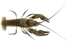 Écrevisse des torrents (Austropotamobius torrentium)