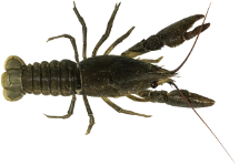 Écrevisse à pattes blanches (Austropotamobius pallipes)