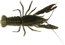 Écrevisse à pattes blanches (Austropotamobius pallipes)