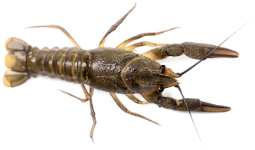 Écrevisse à pattes grêles (Astacus leptodactylus)