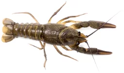 Écrevisse à pattes grêles (Astacus leptodactylus)