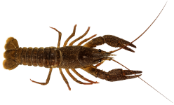 Écrevisse à pattes rouges (Astacus astacus)