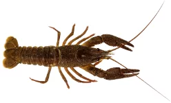 Écrevisse à pattes rouges (Astacus astacus)