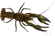 Écrevisse signal (Pacifastacus leniusculus)