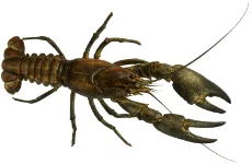 Écrevisse signal (Pacifastacus leniusculus)