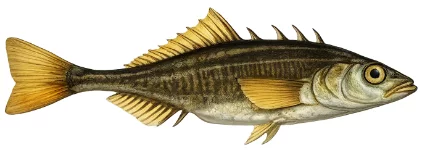 Épinoche (Gasterosteus aculeatus)