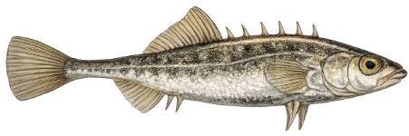 Épinochette (Pungitius pungitius)