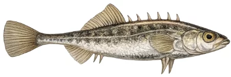 Épinochette (Pungitius pungitius)