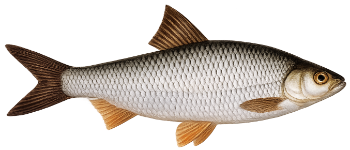 Gardon (Rutilus rutilus)