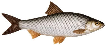 Gardon (Rutilus rutilus)