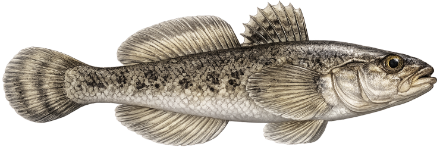 Gobie de Kessler (Ponticola kessleri)