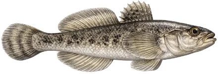 Gobie de Kessler (Ponticola kessleri)