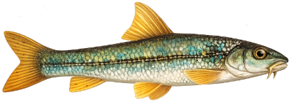 Goujon (Gobio gobio)