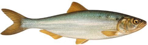 Grande alose (Alosa alosa)