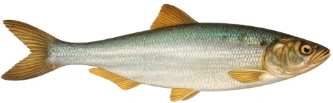 Grande alose (Alosa alosa)