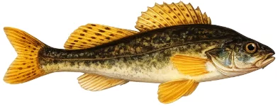 Grémille (Gymnocephalus cernua)