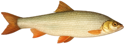 Hotu (Chondrostoma nasus)