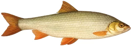 Hotu (Chondrostoma nasus)