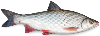 Ide melanote (Leuciscus idus)