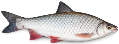 Ide mélanote (Leuciscus idus)