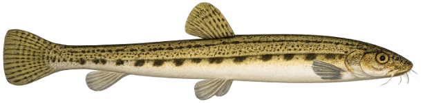 Loche de rivière (Cobitis taenia)