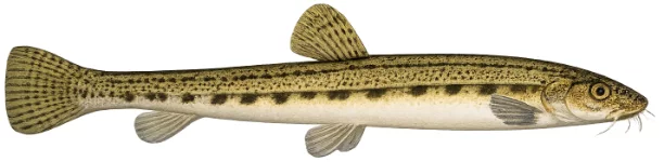 Loche de rivière (Cobitis taenia)