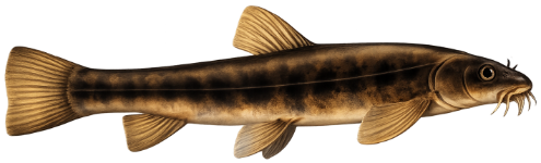 Loche franche (Barbatula Barbatula)