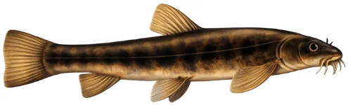 Loche franche (Barbatula barbatula)