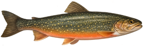 Omble chevalier (Salvelinus alpinus)