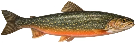 Omble chevalier (Salvelinus alpinus)