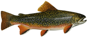 Omble de fontaine (Salvelinus fontinalis)