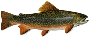 Omble de fontaine (Salvelinus fontinalis)