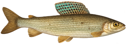 Ombre commun (Thymallus thymallus)