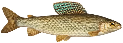 Ombre commun (Thymallus thymallus)